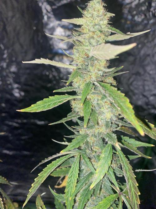 Gorilla cookies s1. Week 9