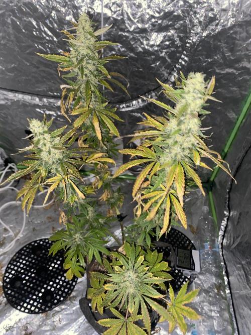 Gorilla cookies s1. Week 10