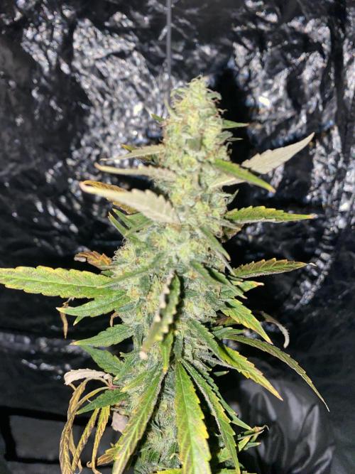 Gorilla cookies s1. Week 10