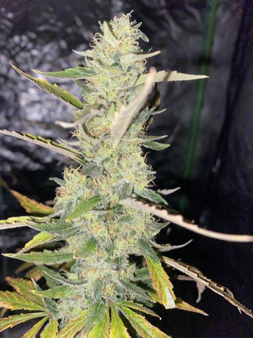 Gorilla cookies s1. Week 10