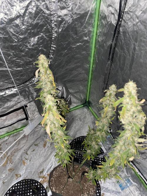 Gorilla cookies s1. Week 11