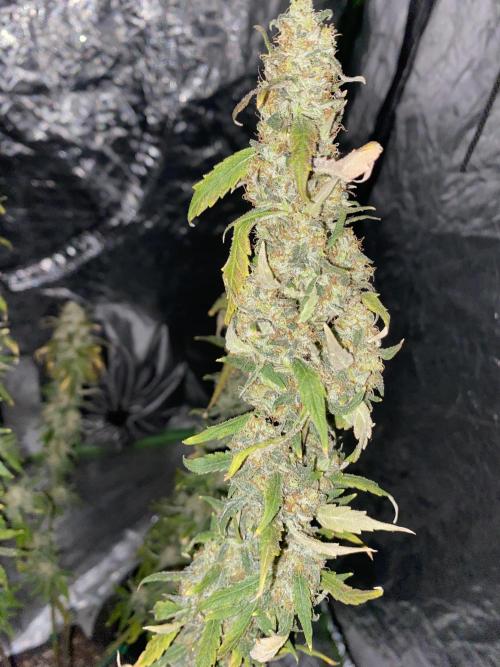 Gorilla cookies s1. Week 11