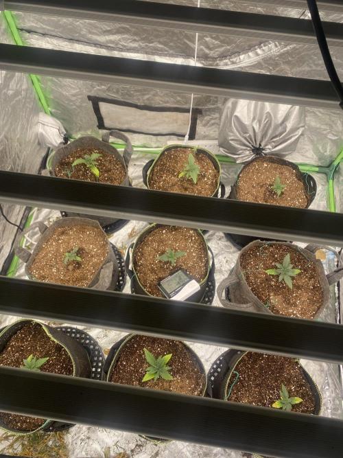 Mix pack auto. Week 2