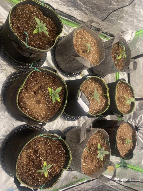 Mix pack auto. Week 2