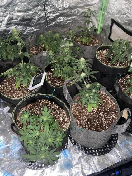 Mix pack auto. Week 5