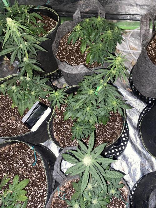 Mix pack auto. Week 5