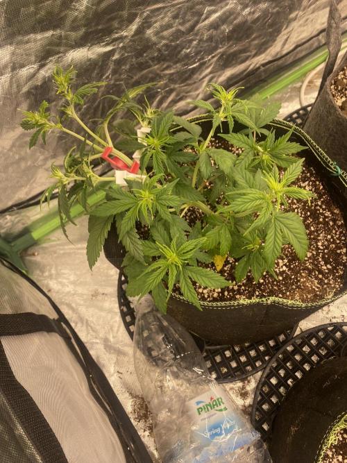 Mix pack auto. Week 5