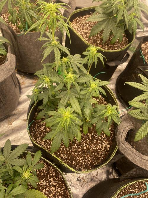 Mix pack auto. Week 5