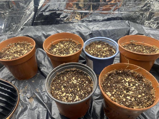 Fast buds rf3 mix pack. Week 0