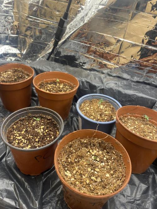 Fast buds rf3 mix pack. Week 0