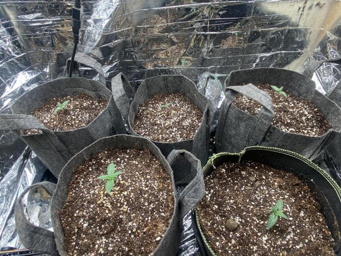 Fast buds rf3 mix pack. Week 1