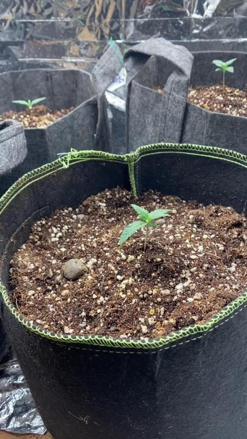 Fast buds rf3 mix pack