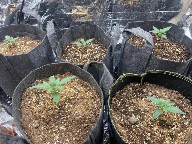 Fast buds rf3 mix pack. Week 1