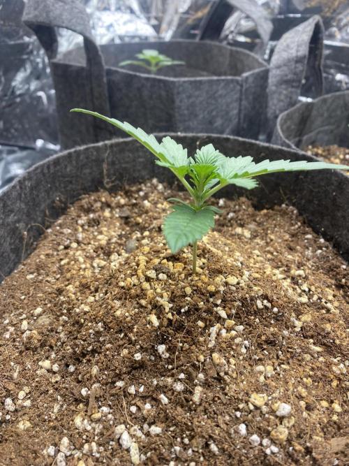 Fast buds rf3 mix pack. Week 1