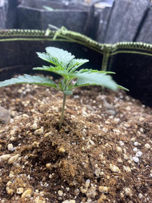 Fast buds rf3 mix pack. Week 1