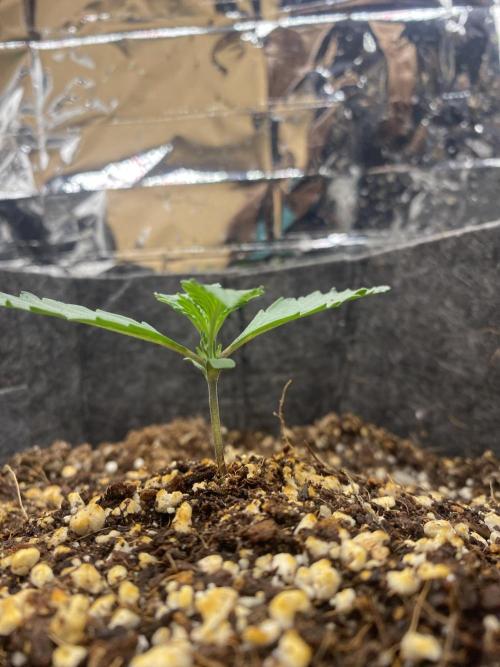 Fast buds rf3 mix pack. Week 1