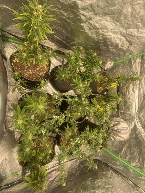 Mix pack auto. Week 7