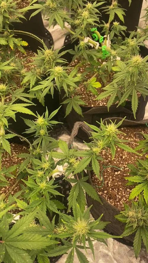 Mix pack auto