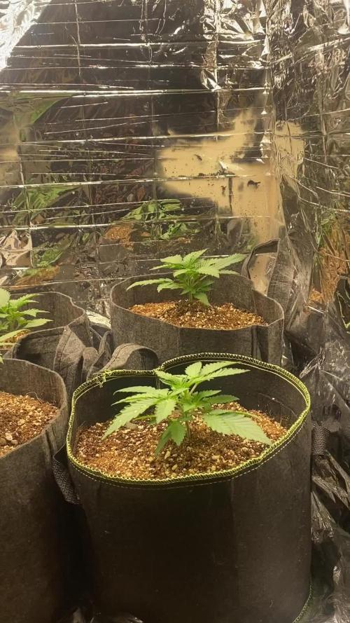 Fast buds rf3 mix pack