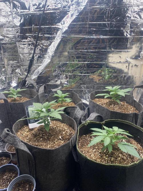 Fast buds rf3 mix pack. Week 2