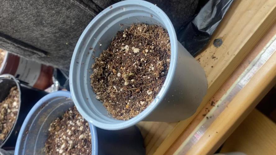 Mix pack autos vs rf3 mix pack autos