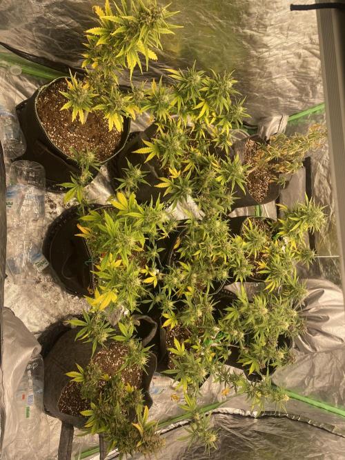 Mix pack auto. Week 8