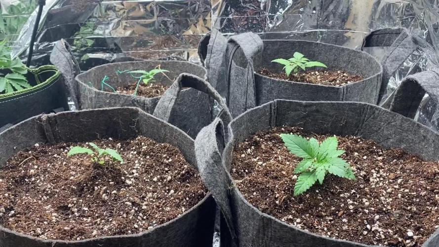 Mix pack autos vs rf3 mix pack autos