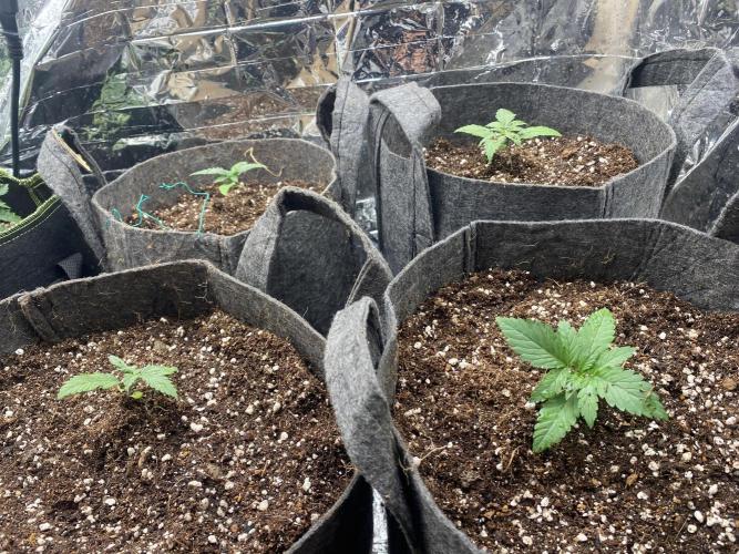 Mix pack autos vs rf3 mix pack  autos. Week 1