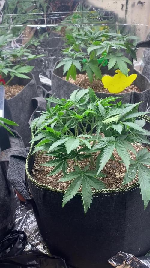 Fast buds rf3 mix pack