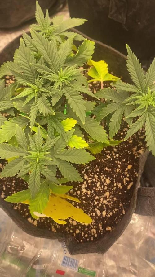 Fast buds rf3 mix pack