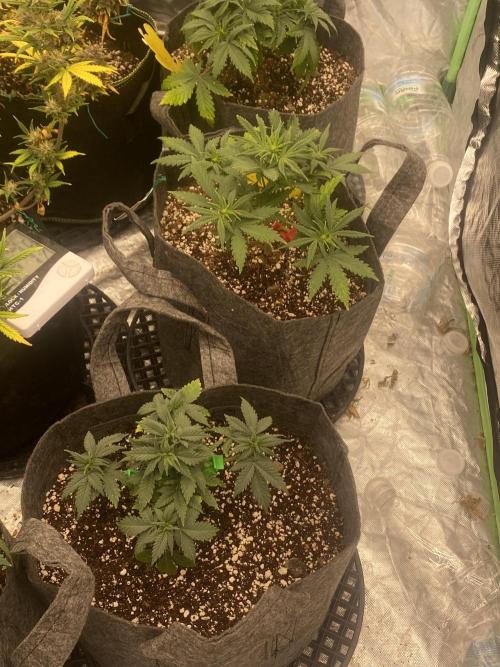 Fast buds rf3 mix pack. Week 4