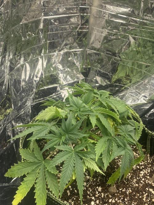 Fast buds rf3 mix pack. Week 4