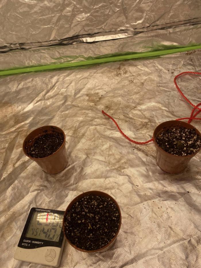 Summertime autos. Week 0