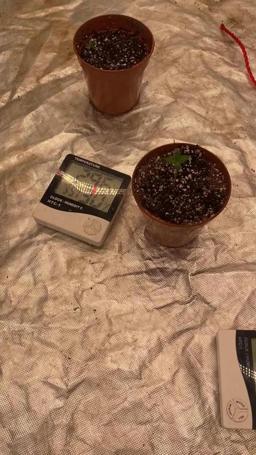 Summertime autos