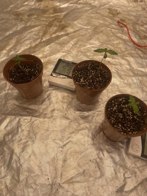 Summertime autos. Week 1