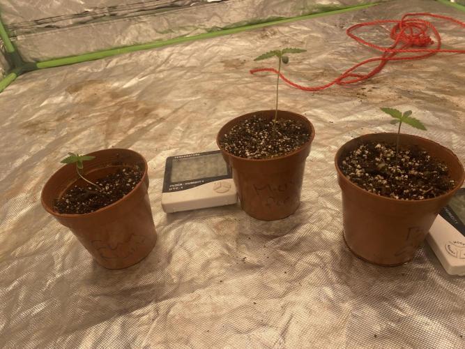 Summertime autos. Week 1