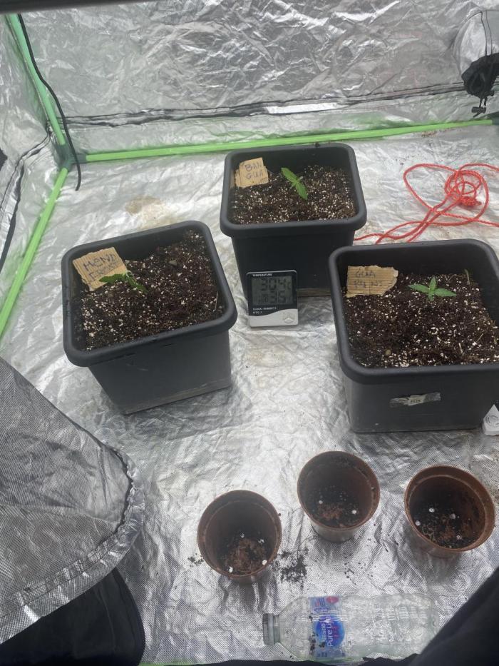 Summertime autos. Week 2