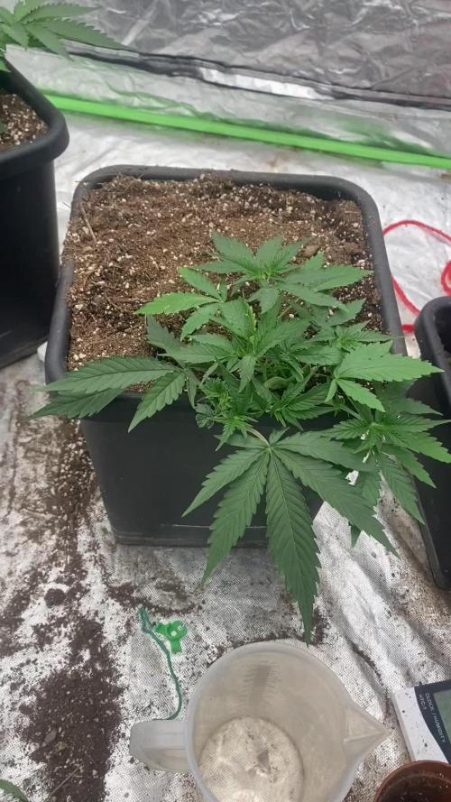 Summertime autos