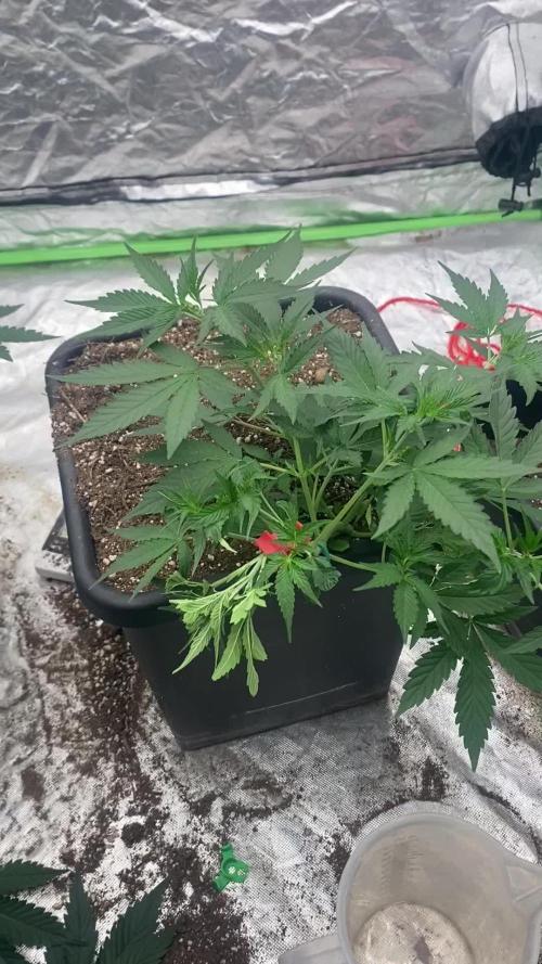 Summertime autos