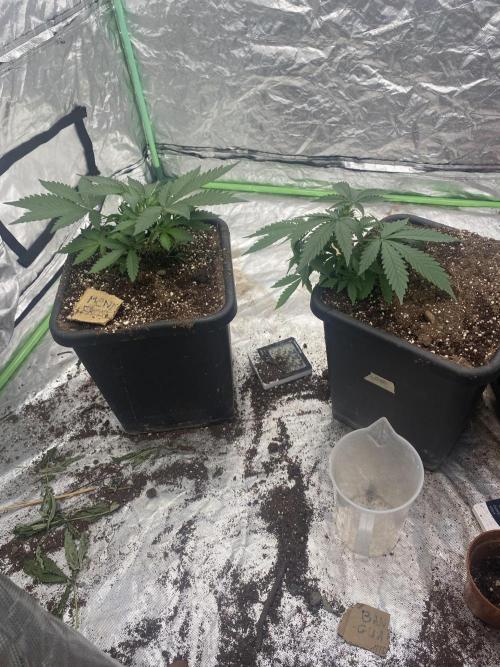 Summertime autos. Week 5