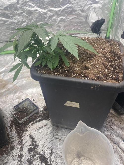 Summertime autos. Week 5