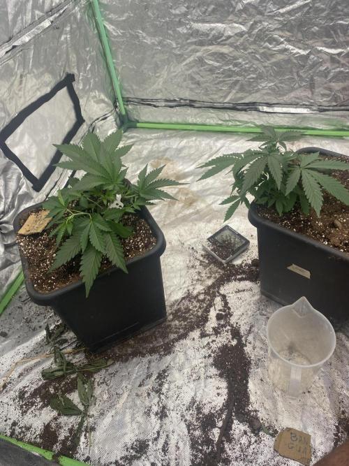 Summertime autos. Week 5