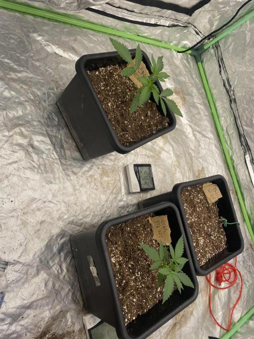 Summertime autos. Week 3