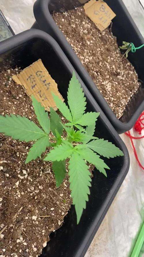 Summertime autos