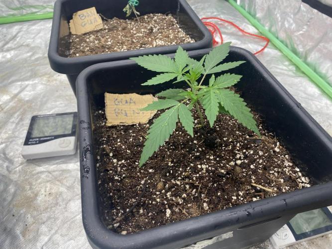 Summertime autos. Week 3
