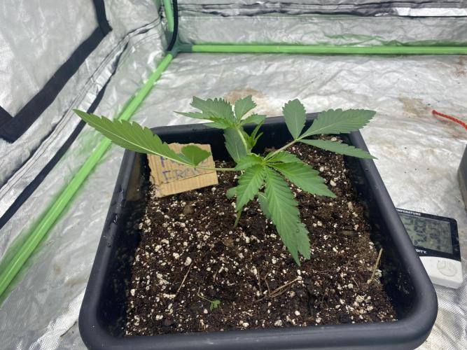 Summertime autos. Week 3