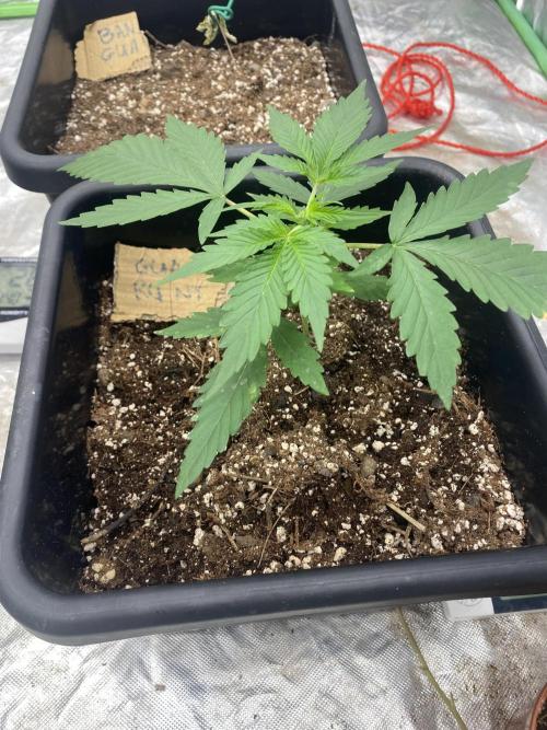 Summertime autos. Week 3