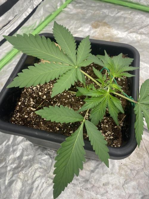 Summertime autos. Week 3