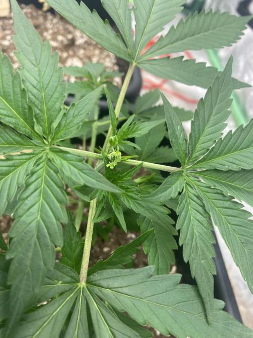 Summertime autos. Week 4