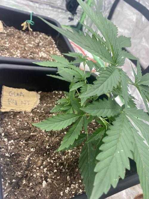 Summertime autos. Week 4